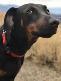 Close-up of dog against sky