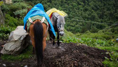 Two horses in rain