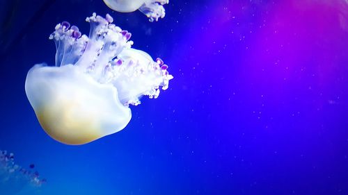 Close-up of jellyfish against blue background