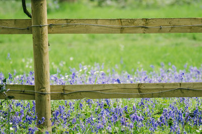 View of flowers growing in field