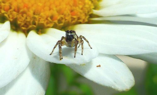 Close-up of bee pollinating flower