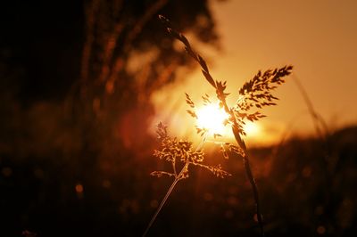 Close-up of plants against sunset sky