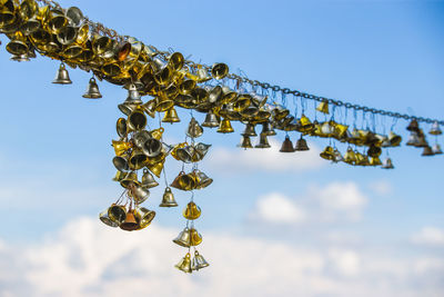 Low angle view of plant hanging against sky