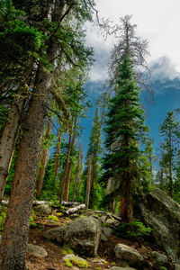 Low angle view of pine trees in forest