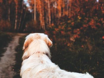 Rear view of dog looking at forest