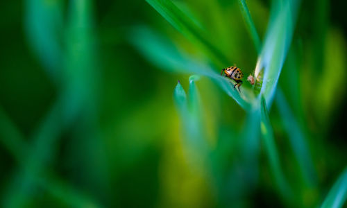 Close-up of insect on leaf