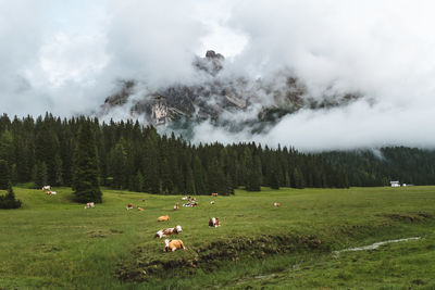 Scenic view of trees on field against sky