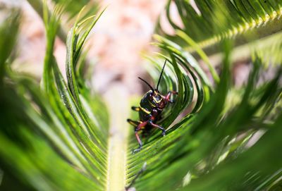 Close-up of insect on leaf