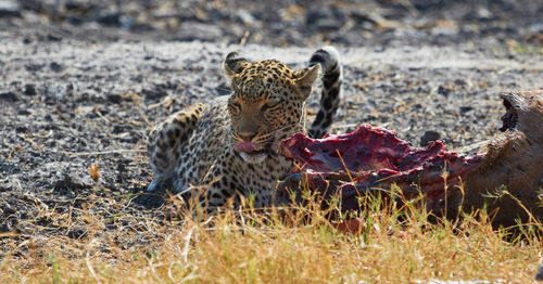 Leopard eating a kudu in botswana