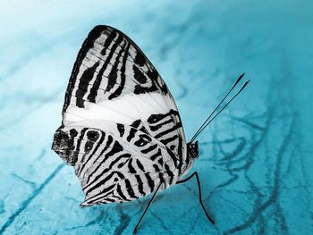 High angle view of butterfly on leaf