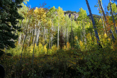 Trees in forest against sky