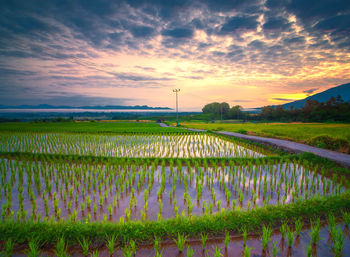 Scenic view of agricultural field against sky during sunset