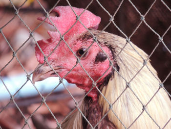 Close-up of a bird in cage