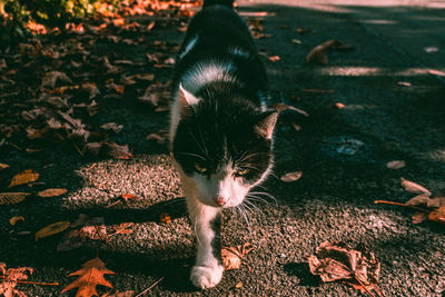 High angle view of kitten in autumn leaves