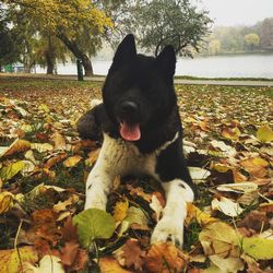 Close-up of dog sitting on autumn leaves