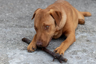 High angle view of dog lying on street