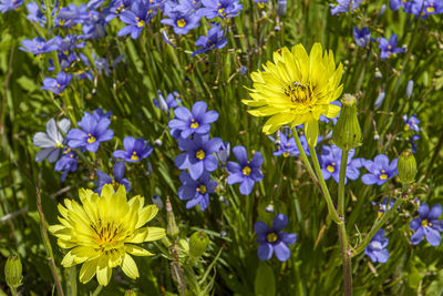 flowering plant