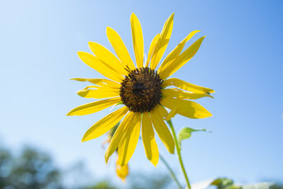Close-up of honey bee on sunflower against sky