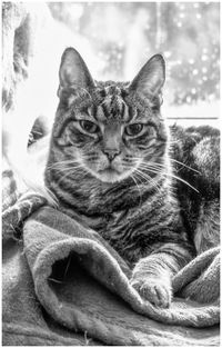 Close-up of cat