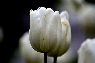 Close-up of white flower blooming outdoors