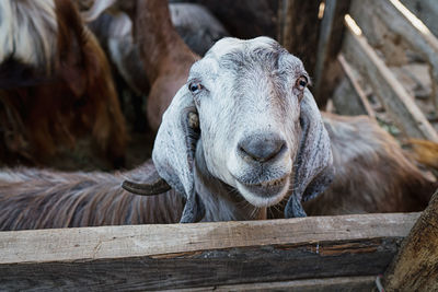 Goats life behind bars