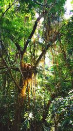 Low angle view of trees in forest