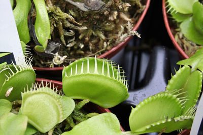 Closeup of potted venus fly trap plants.