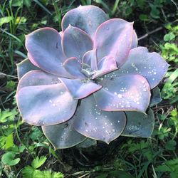 Close-up of water drops on plant