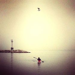 Bird flying over sea