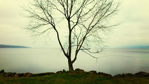 Bare trees by calm lake