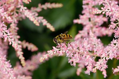 Close-up of butterfly perching on pink flowers