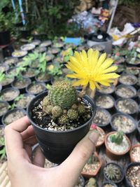 Close-up of hand holding cactus flower pot