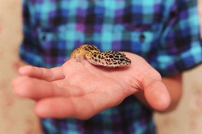 Baby eublepharis sitting on boys hand closeup. kid holding gecko. pets.