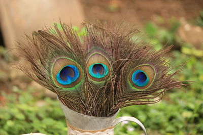 Close-up of peacock