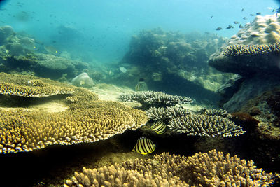 View of fish in sea