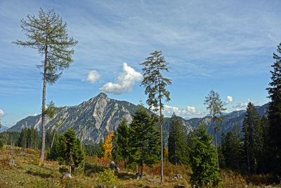 The postalm is an alpine pasture in the municipality of strobl in the province of salzburg