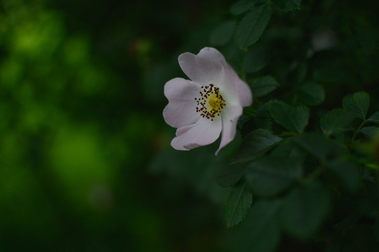 flower, plant, flowering plant, beauty in nature, freshness, green, nature, petal, close-up, fragility, flower head, inflorescence, growth, macro photography, blossom, plant part, leaf, springtime, white, no people, botany, wildflower, outdoors, animal wildlife, pollen, focus on foreground, environment, summer, sunlight, tree