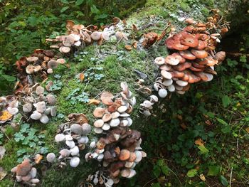 High angle view of mushrooms growing on field