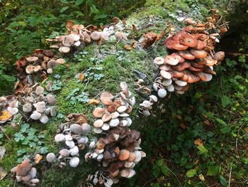 High angle view of mushrooms growing on field