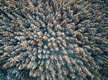 Full frame shot of plants during winter