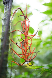 Close-up of plant against blurred background