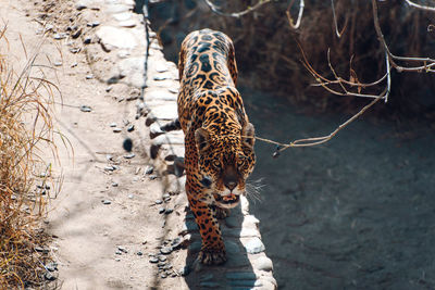 Full length of a cat