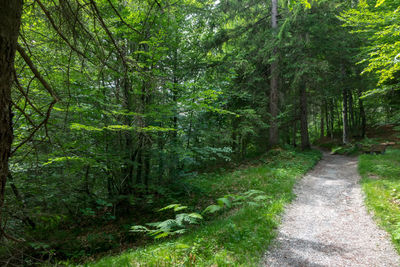 Footpath amidst trees in forest