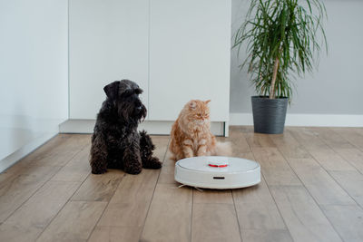 Cat and dog look at vacuum cleaner