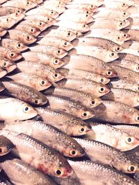 High angle view of fishes on display