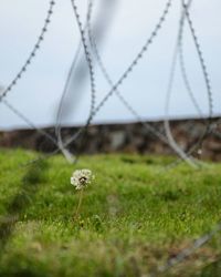 Close-up of flowers growing in field