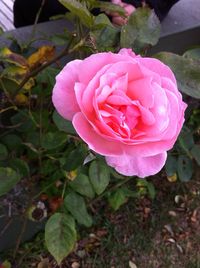 Close-up of pink rose blooming outdoors