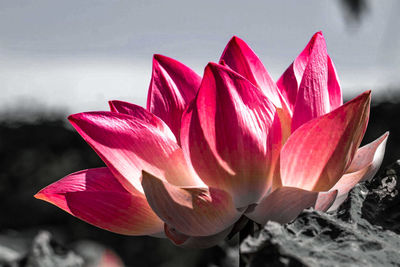 Close-up of pink water lily blooming in lake