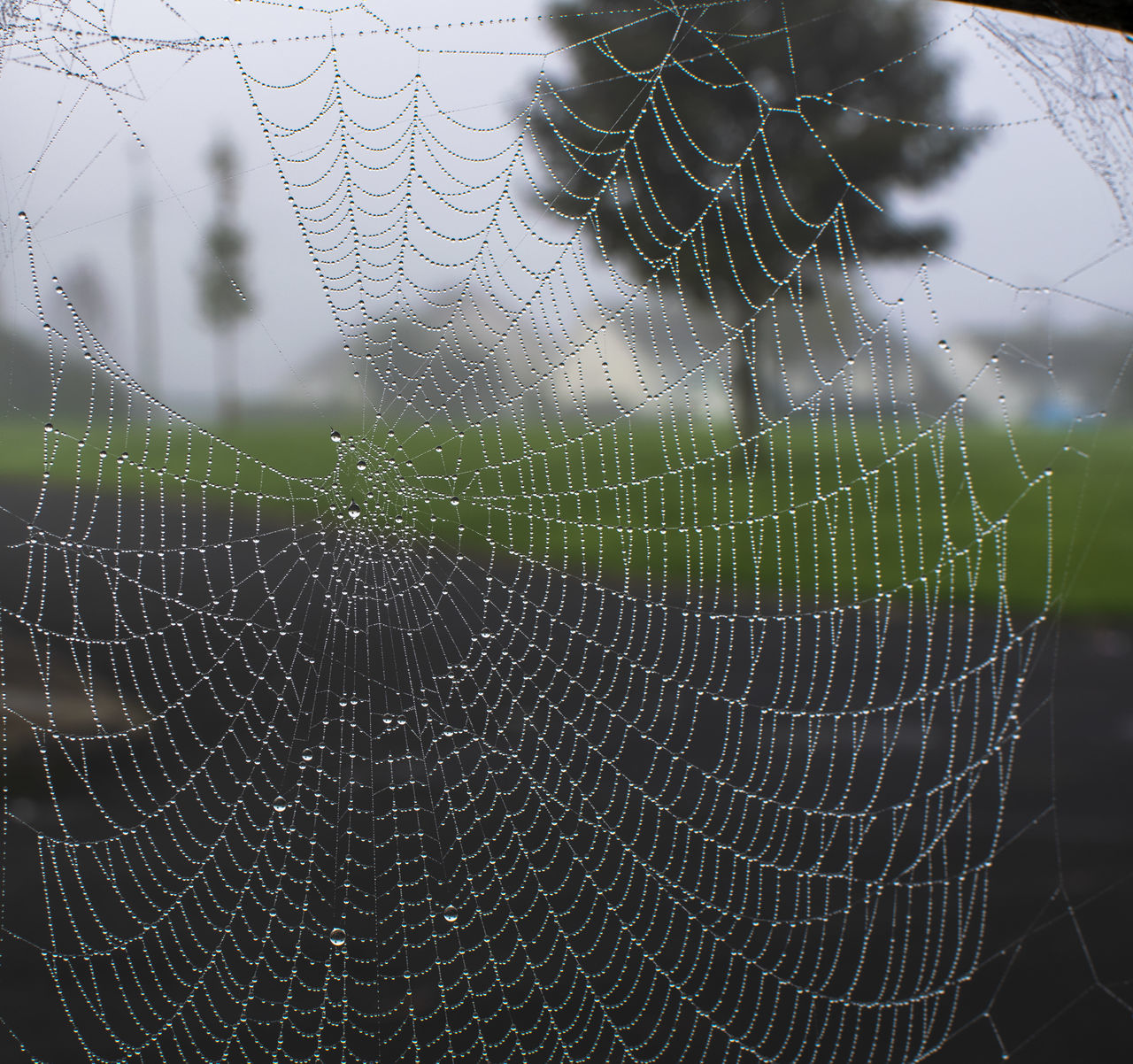 CLOSE-UP OF SPIDER WEB IN A DARK