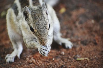 Close-up of squirrel